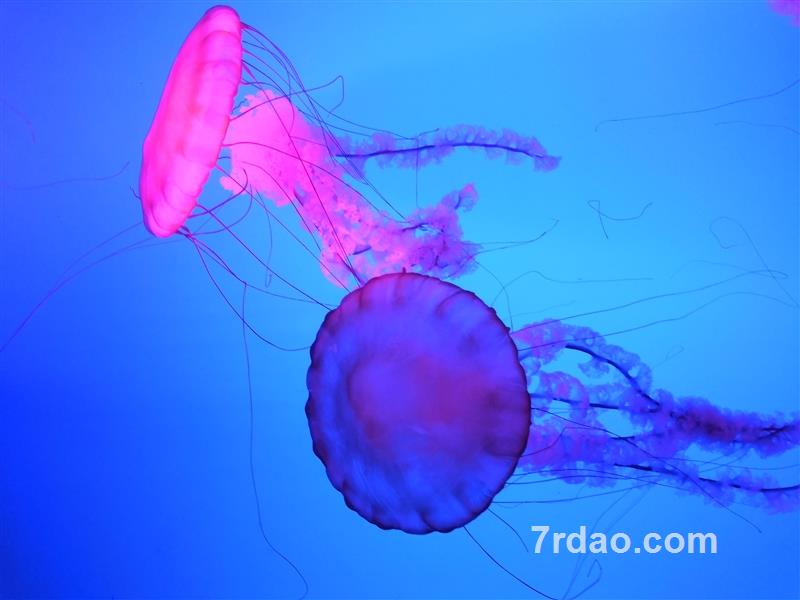 ヾ 後知後覺?的头像